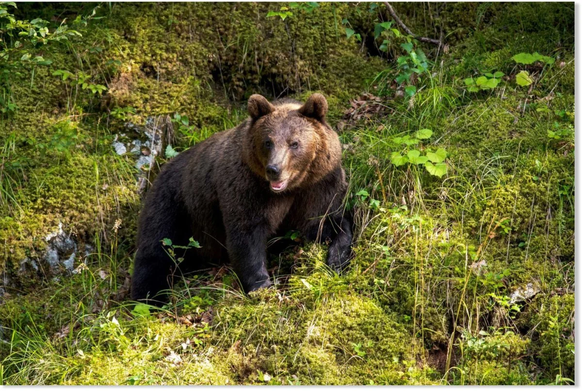 Woman dies in bear attack in Poland