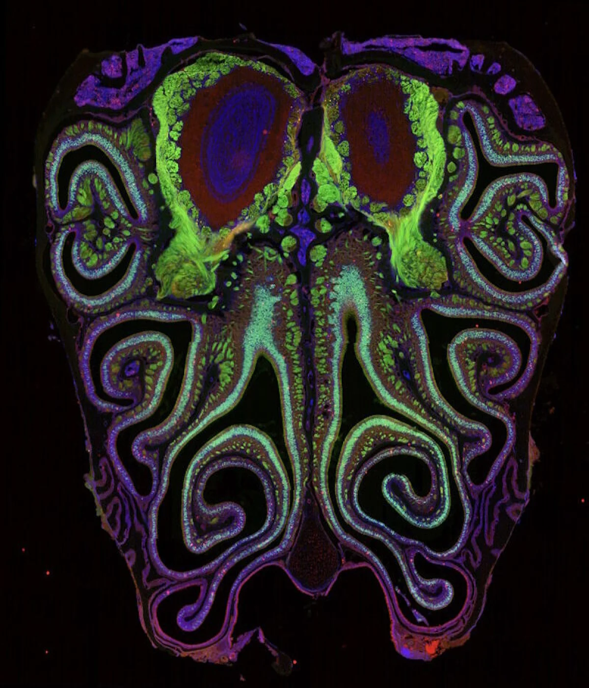 Scientists create first-ever 'smell map' of olfactory nerves