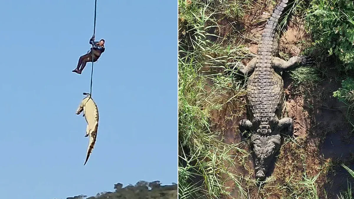 Komati River Incident: Crocodile Euthanized, Airlifted Amid Missing Businessman Probe in South Africa