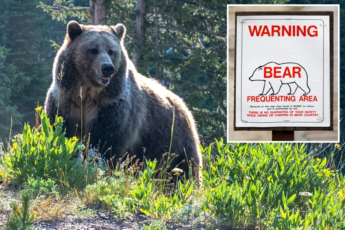 Yellowstone National Park Reports First Bear-Related Injuries of 2026 Season