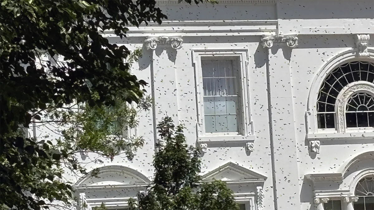 Thousands of Bees Descend on White House Grounds, Weeks After New Colonies Introduced