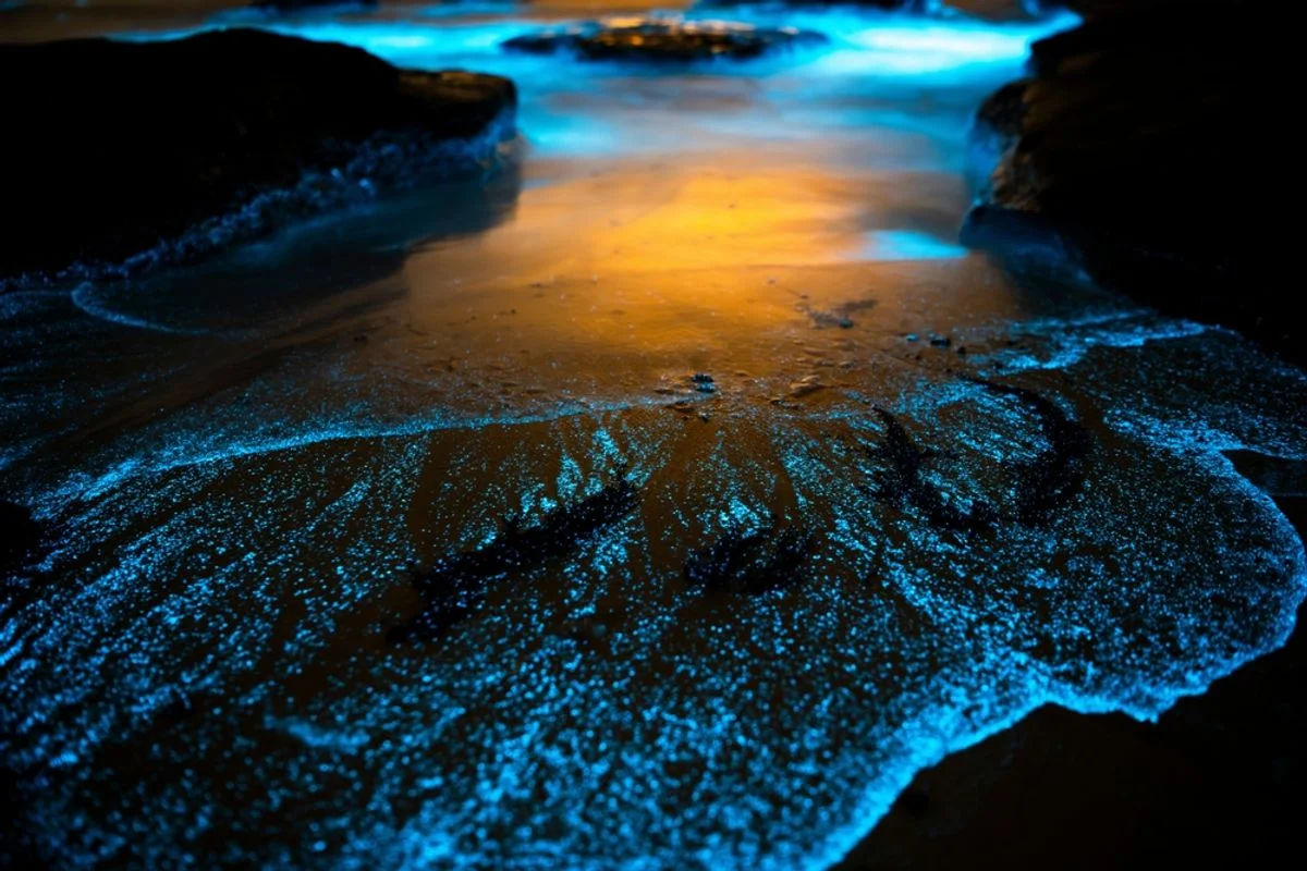 How to Stargaze Without a Telescope, Safely Observe Wildlife on a Hike, and Where to See Bioluminescence in Person